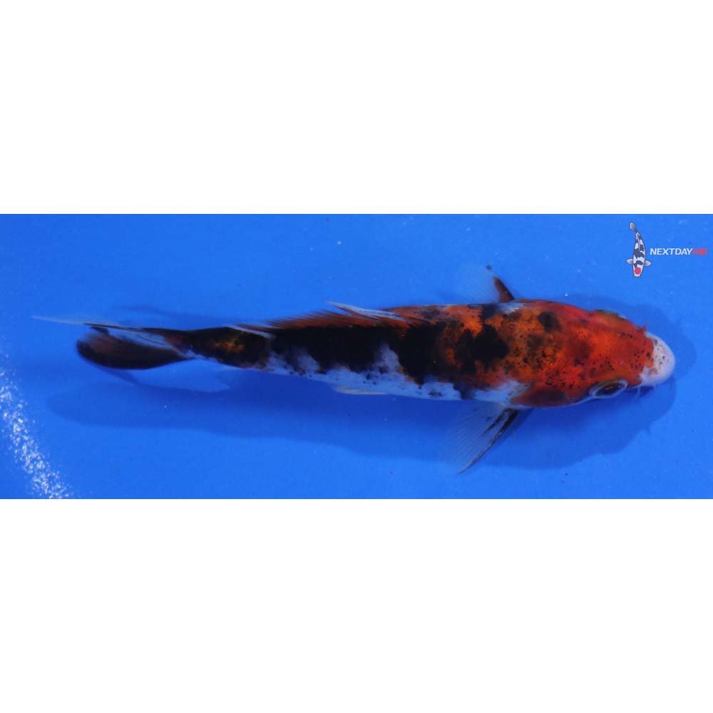 4.5” Imported Sanke