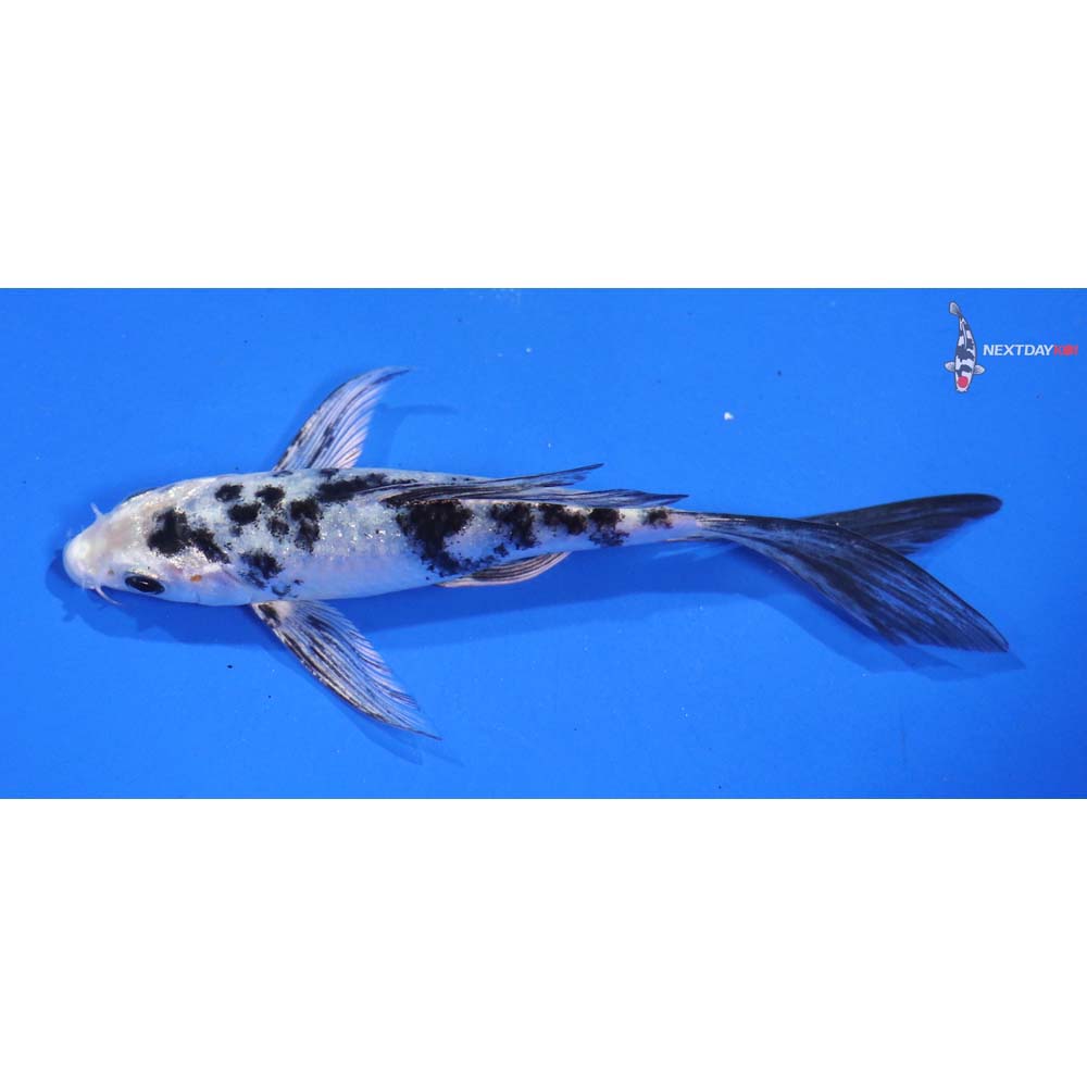 6” Imported Shiro Bekko Butterfly Koi