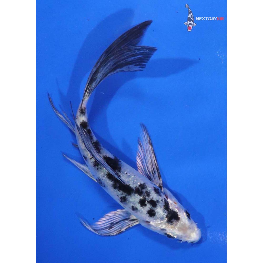 6” Imported Shiro Bekko Butterfly Koi
