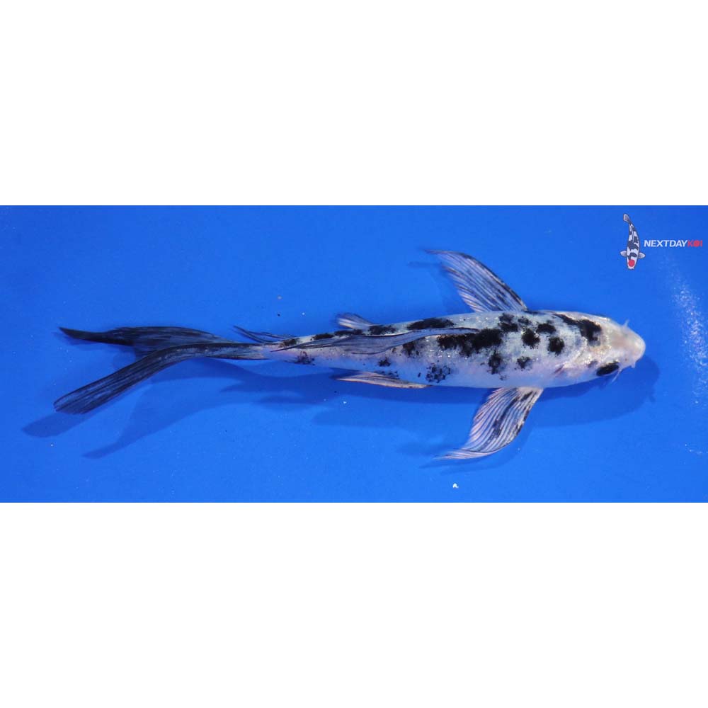 6” Imported Shiro Bekko Butterfly Koi