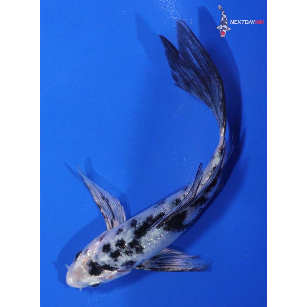6” Imported Shiro Bekko Butterfly Koi