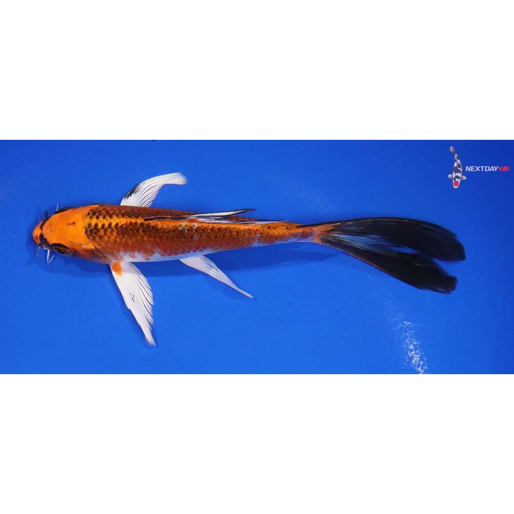 6” Imported Kujaku Butterfly Koi