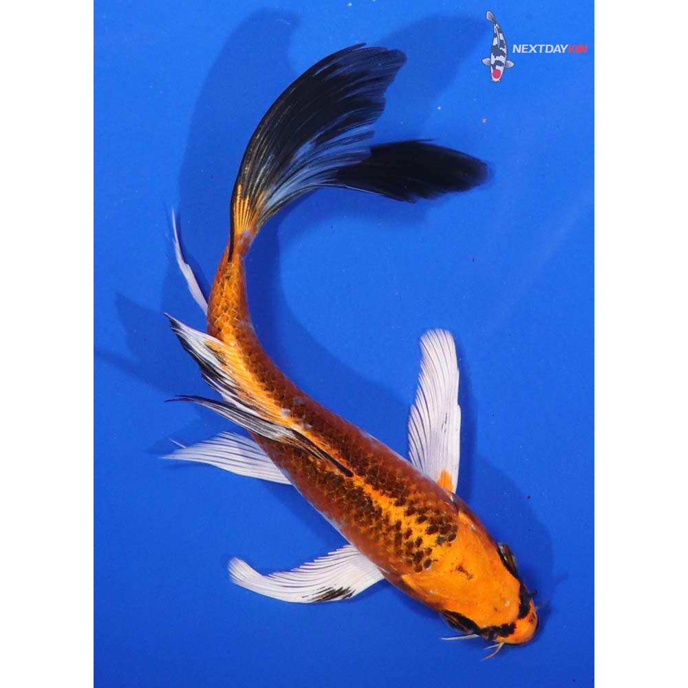 6” Imported Kujaku Butterfly Koi