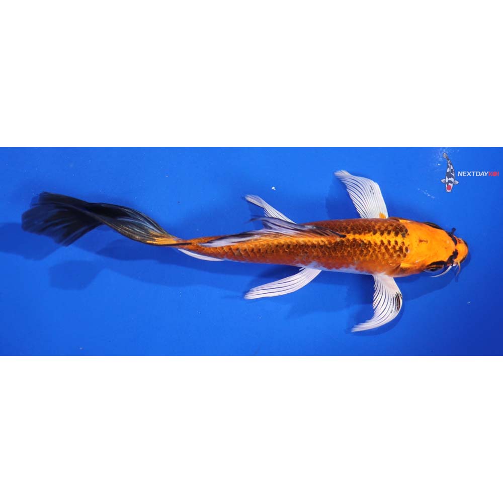 6” Imported Kujaku Butterfly Koi