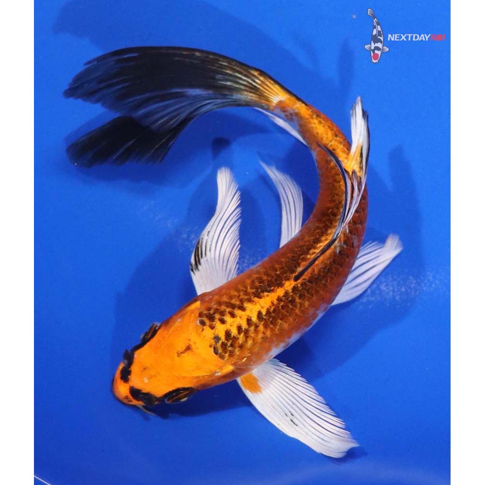 6” Imported Kujaku Butterfly Koi