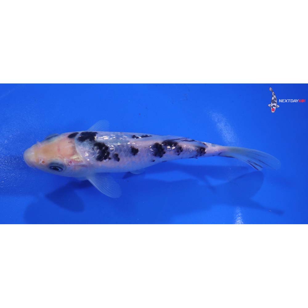 5” Imported Gin Rin Shiro Bekko