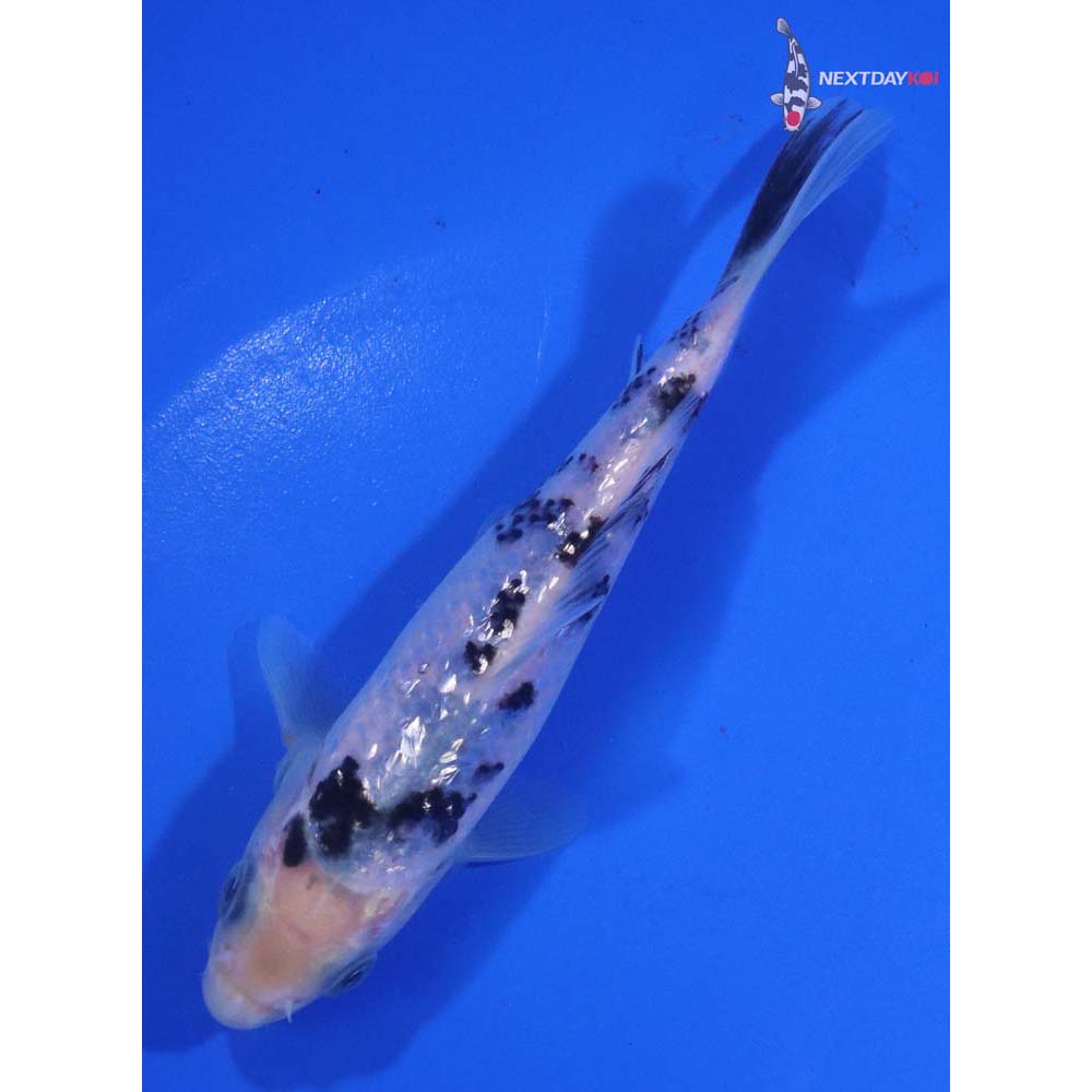 5” Imported Gin Rin Shiro Bekko