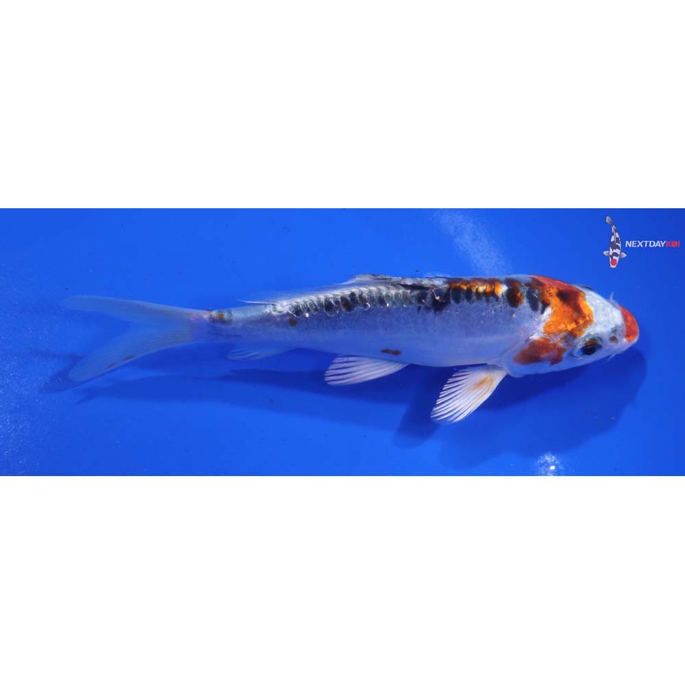 5” Imported Doitsu Kujaku