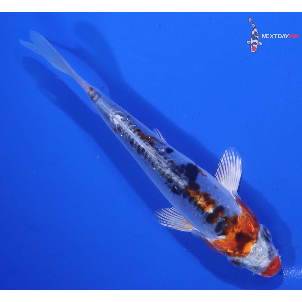 5” Imported Doitsu Kujaku