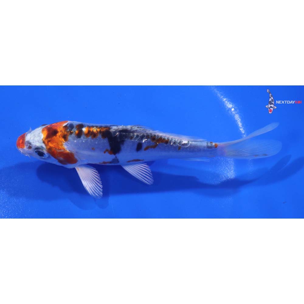5” Imported Doitsu Kujaku