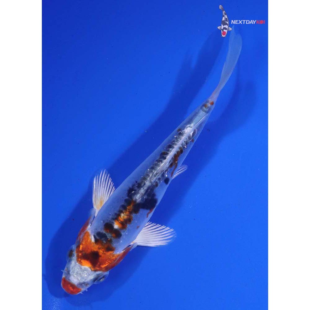 5” Imported Doitsu Kujaku