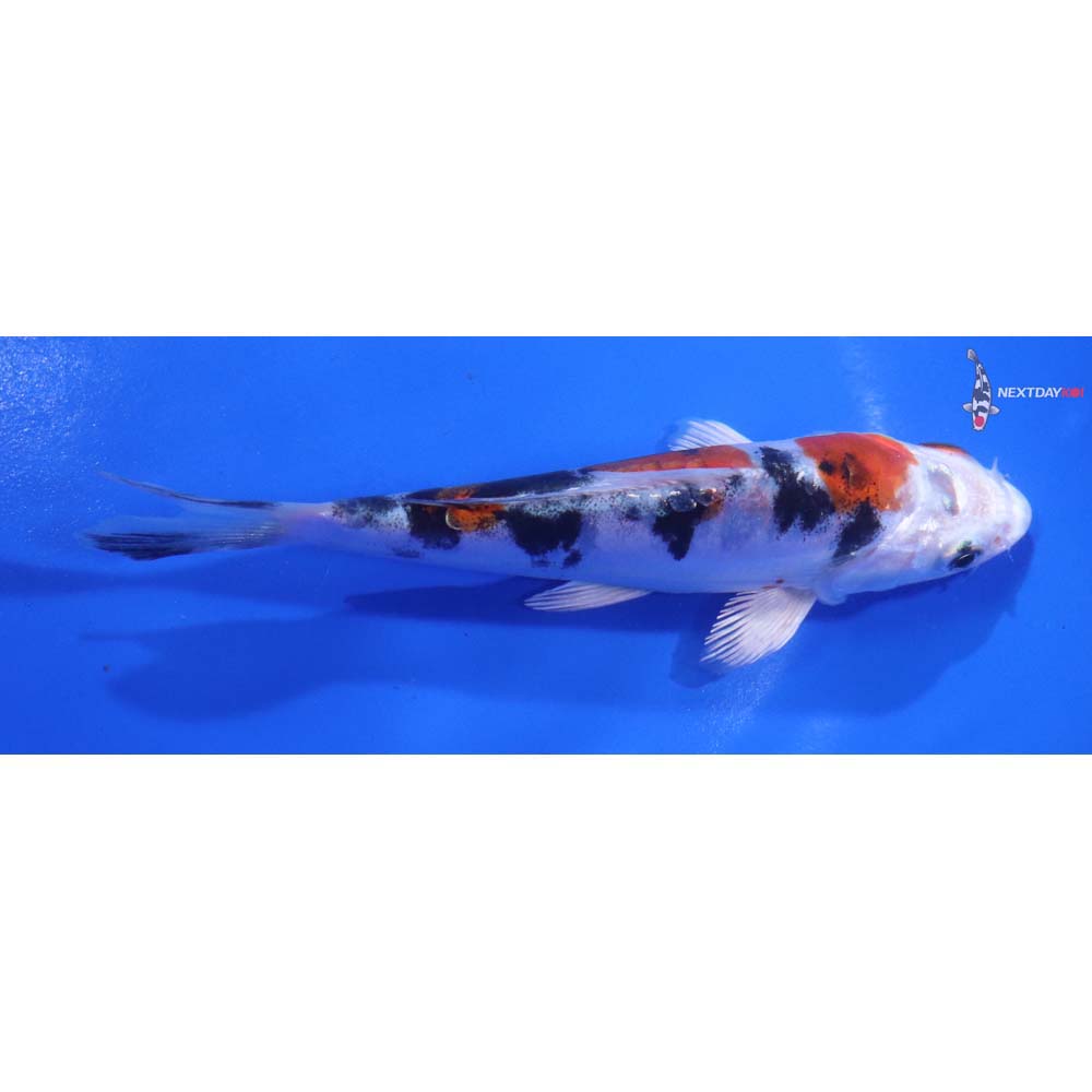 5” Imported Heisei Nishiki