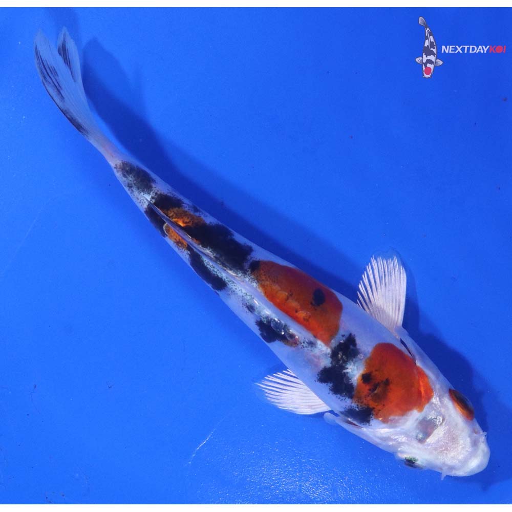 5” Imported Heisei Nishiki