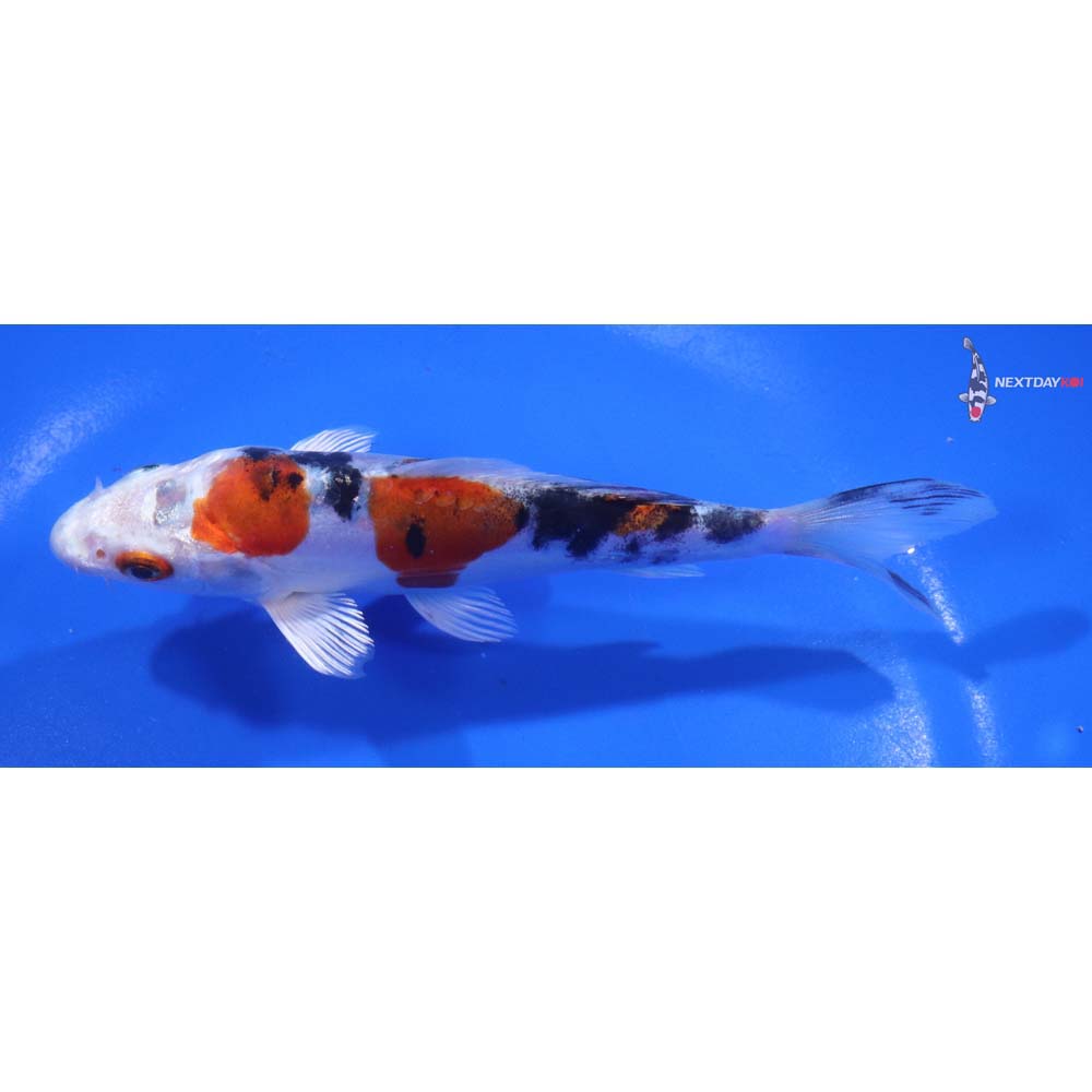 5” Imported Heisei Nishiki