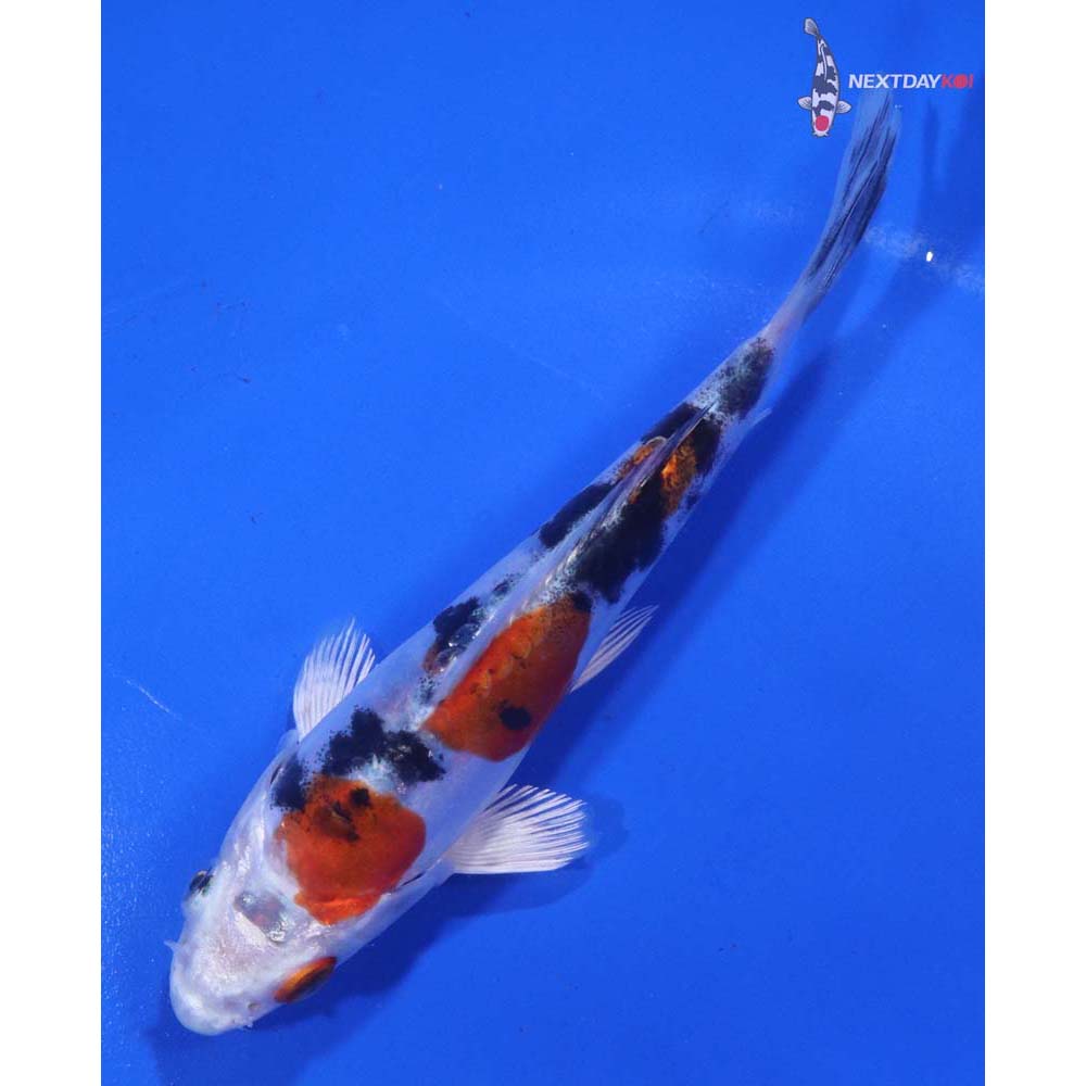 5” Imported Heisei Nishiki