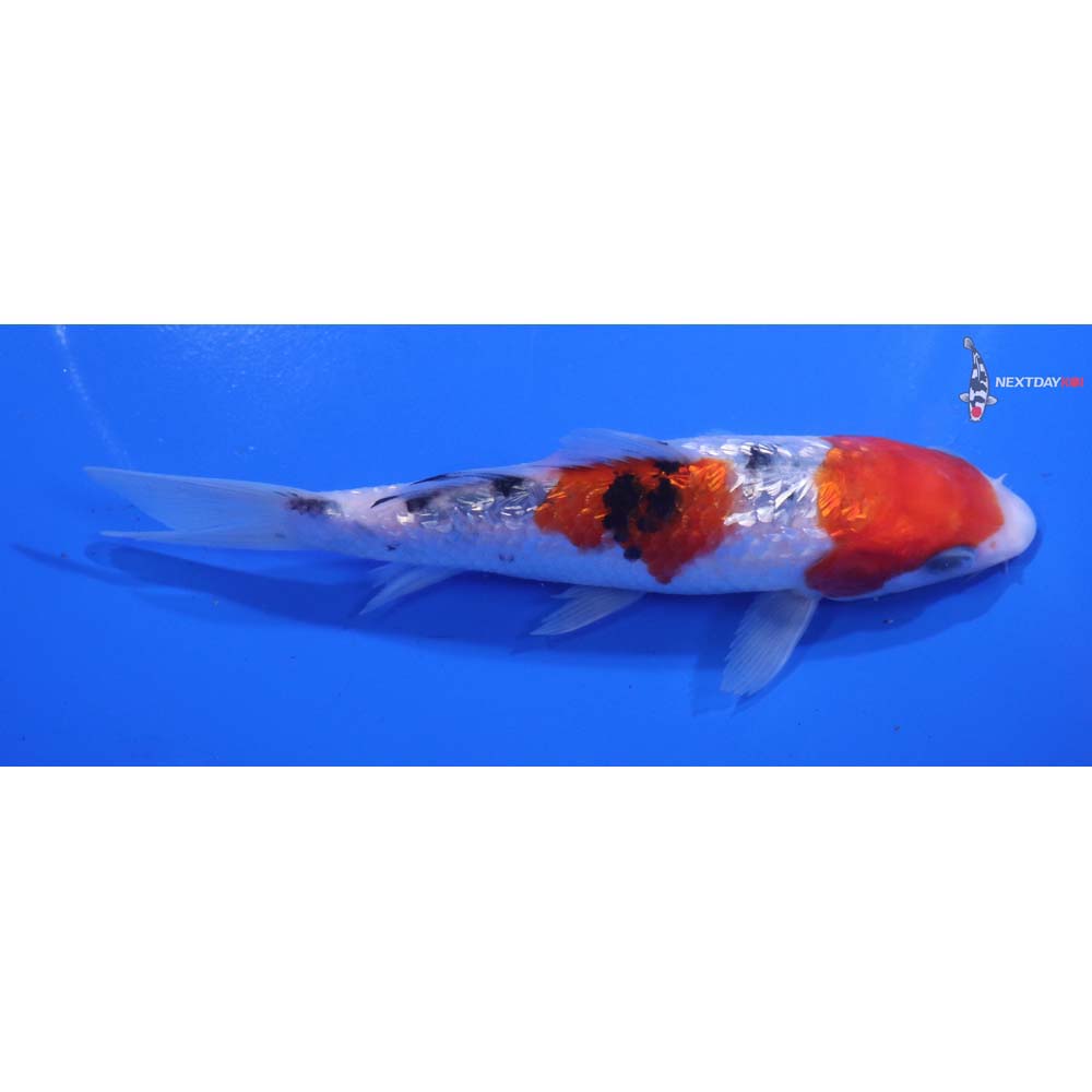 5.5” Imported Gin Rin Sanke