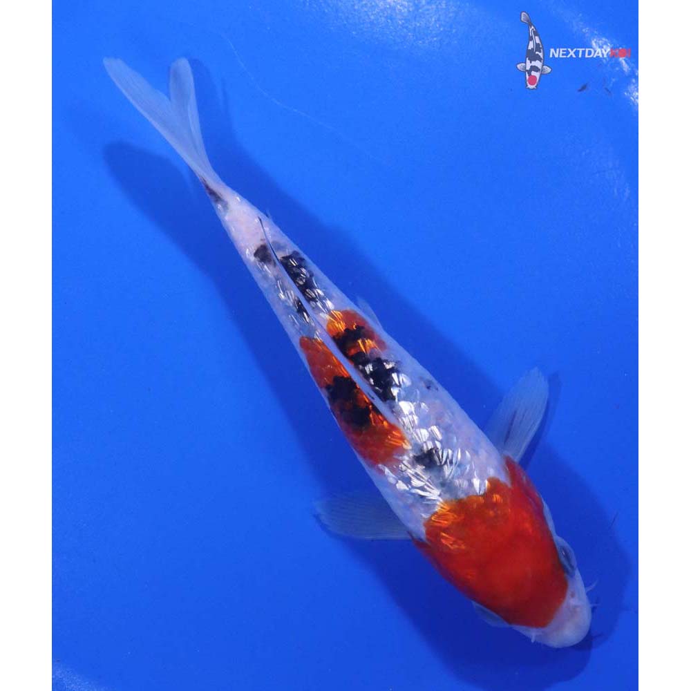 5.5” Imported Gin Rin Sanke