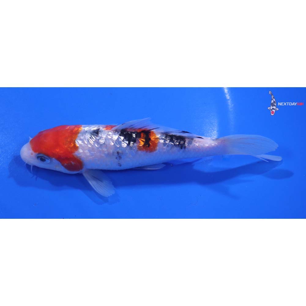 5.5” Imported Gin Rin Sanke