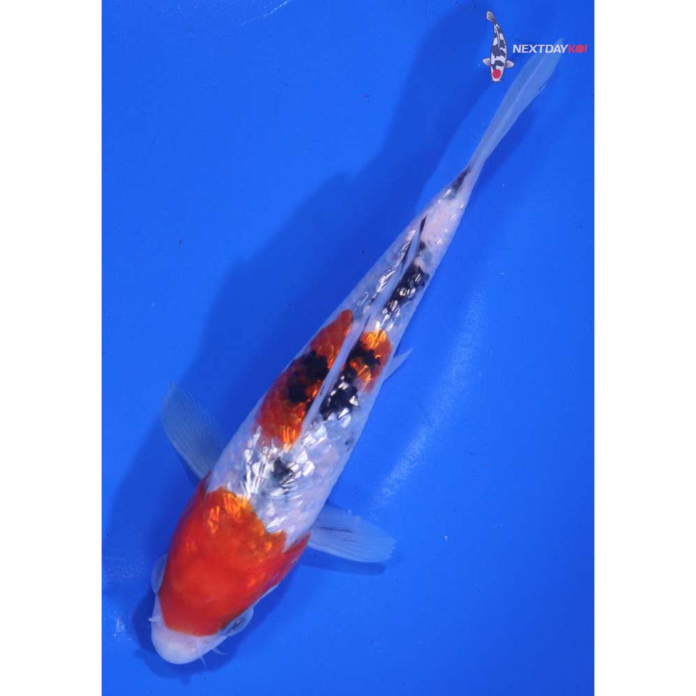 5.5” Imported Gin Rin Sanke