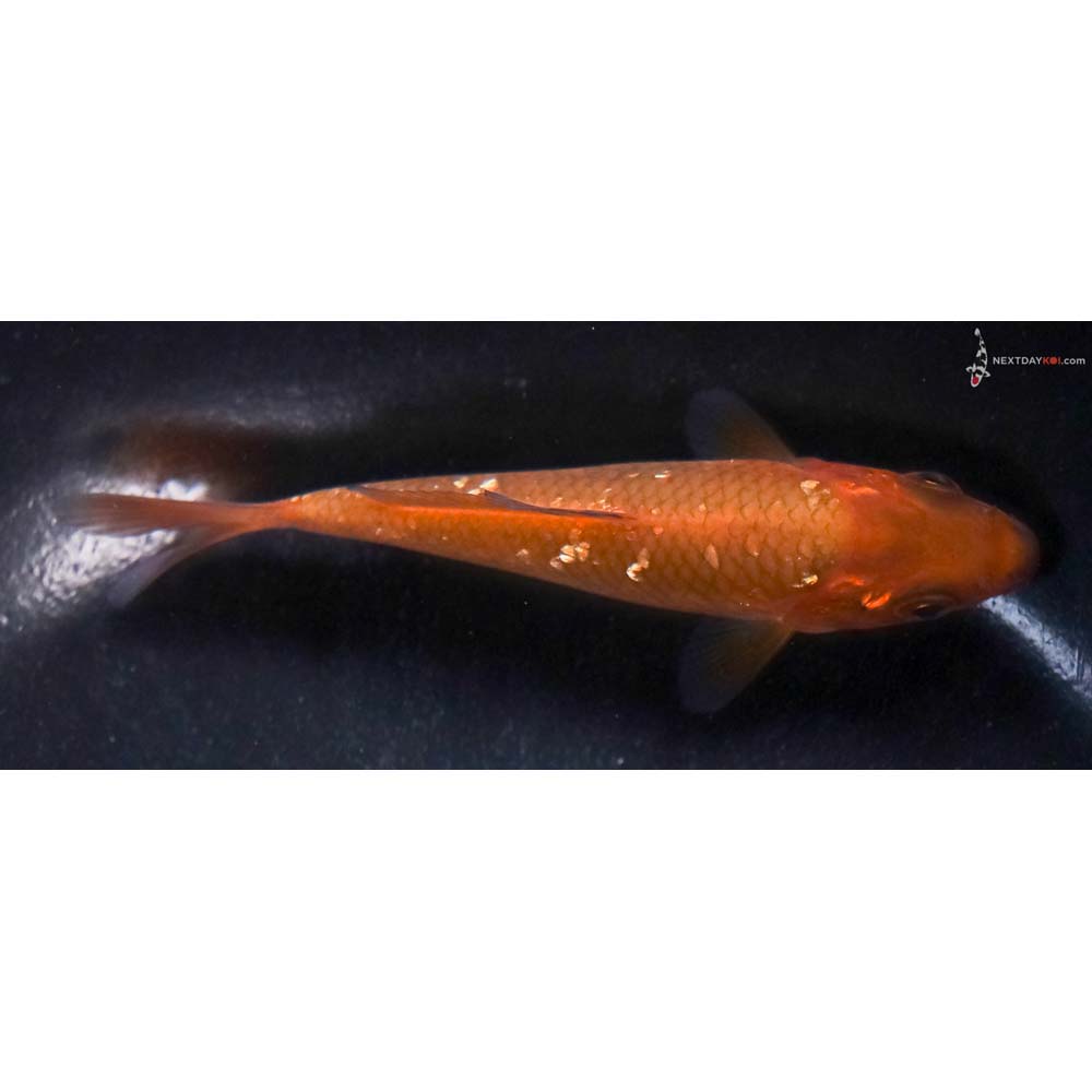 4” Imported Gin Rin Chagoi
