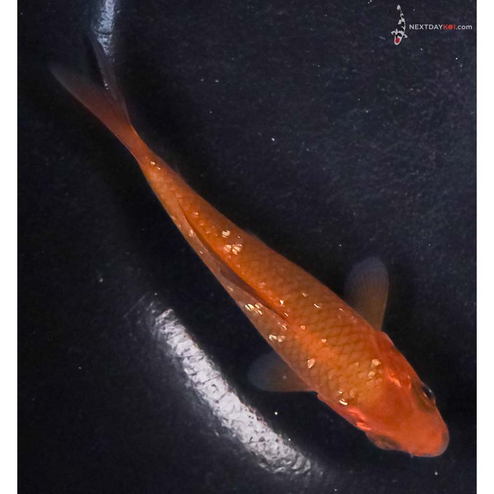 4” Imported Gin Rin Chagoi