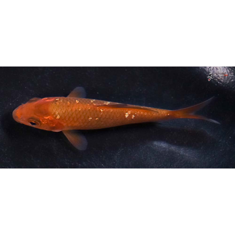 4” Imported Gin Rin Chagoi