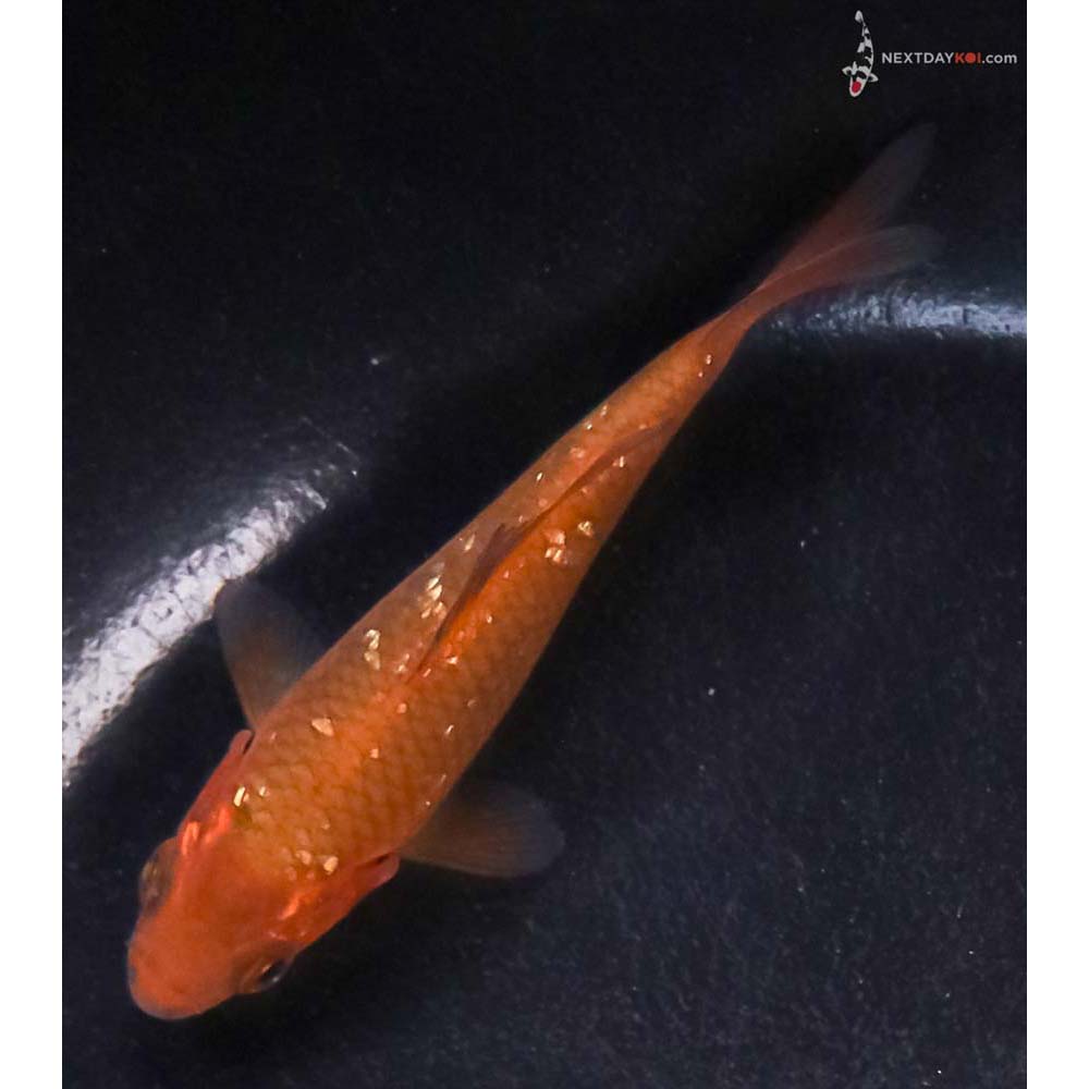 4” Imported Gin Rin Chagoi