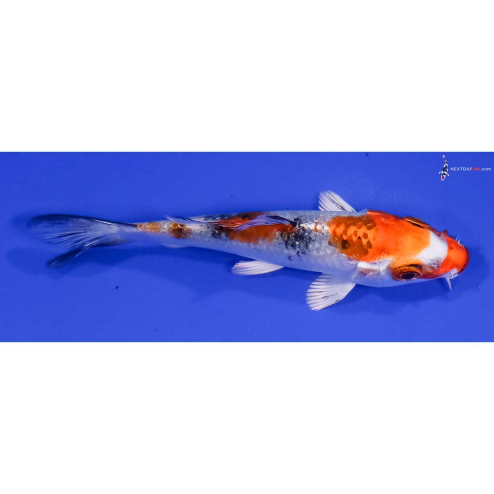 4” Imported Yamato Nishiki