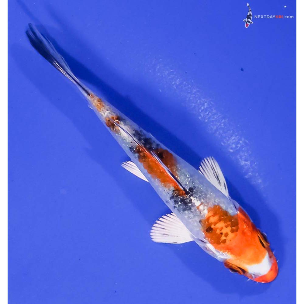 4” Imported Yamato Nishiki