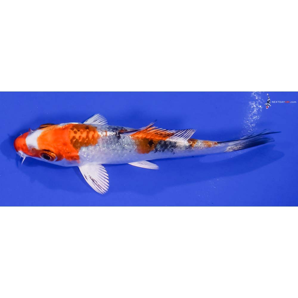 4” Imported Yamato Nishiki