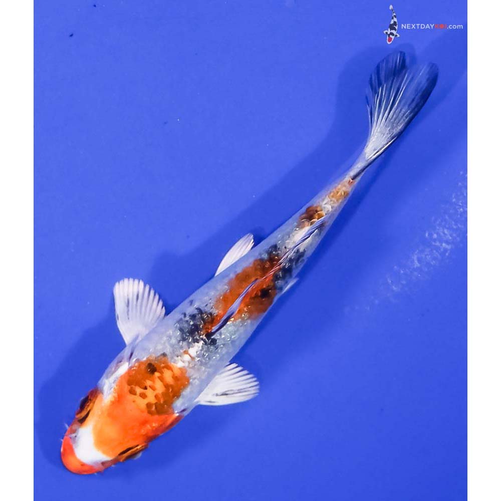4” Imported Yamato Nishiki