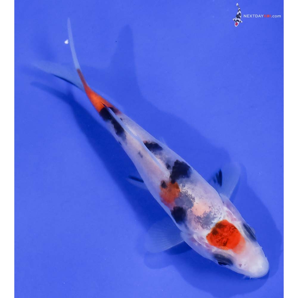 4” Imported Sanke