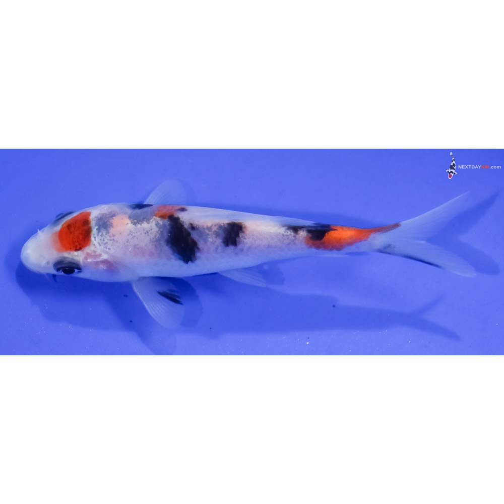 4” Imported Sanke