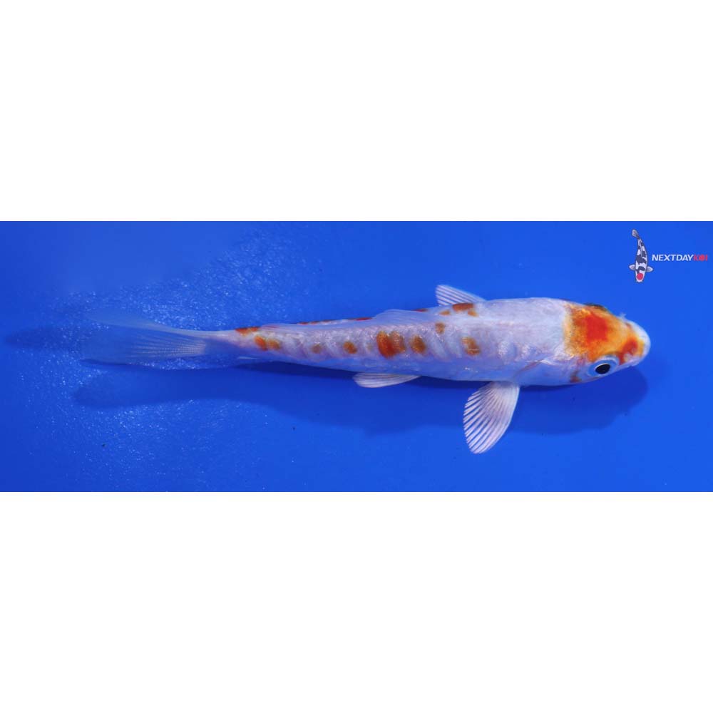 3.5” Imported Kikusui