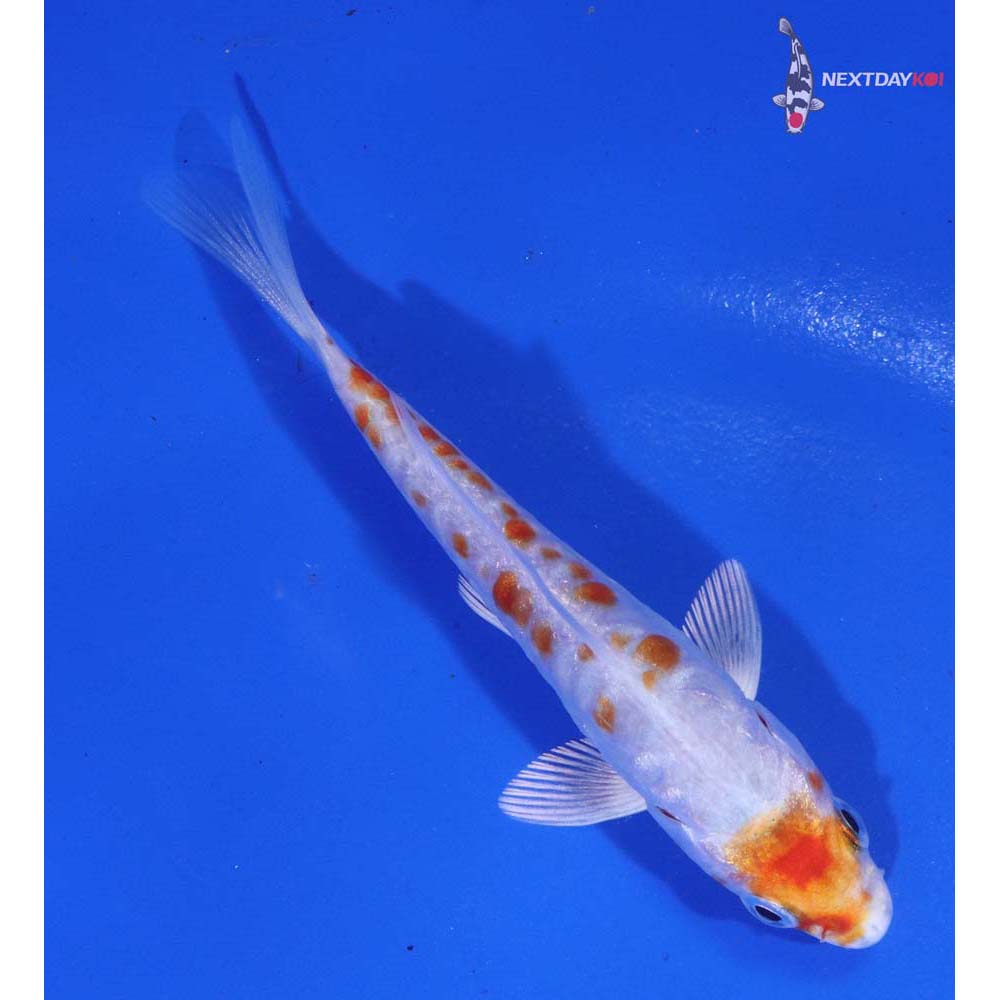 3.5” Imported Kikusui
