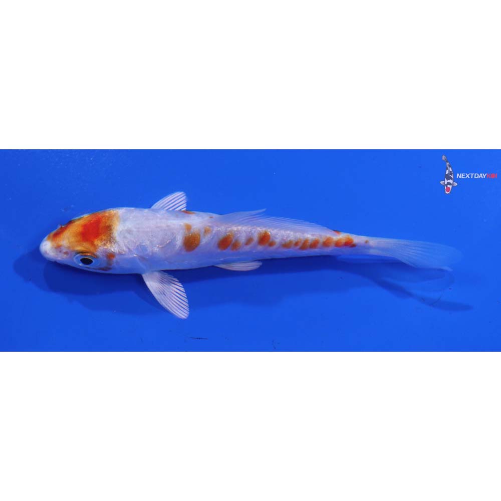 3.5” Imported Kikusui