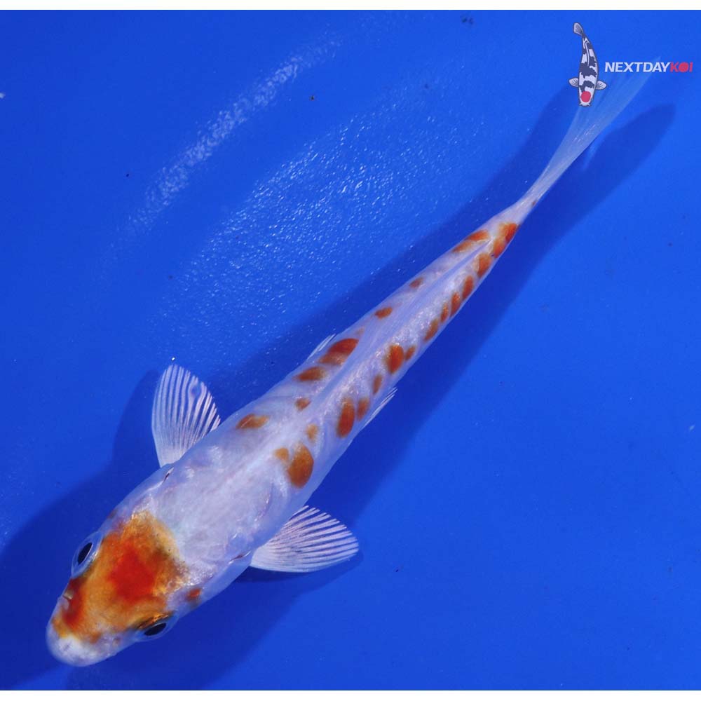 3.5” Imported Kikusui