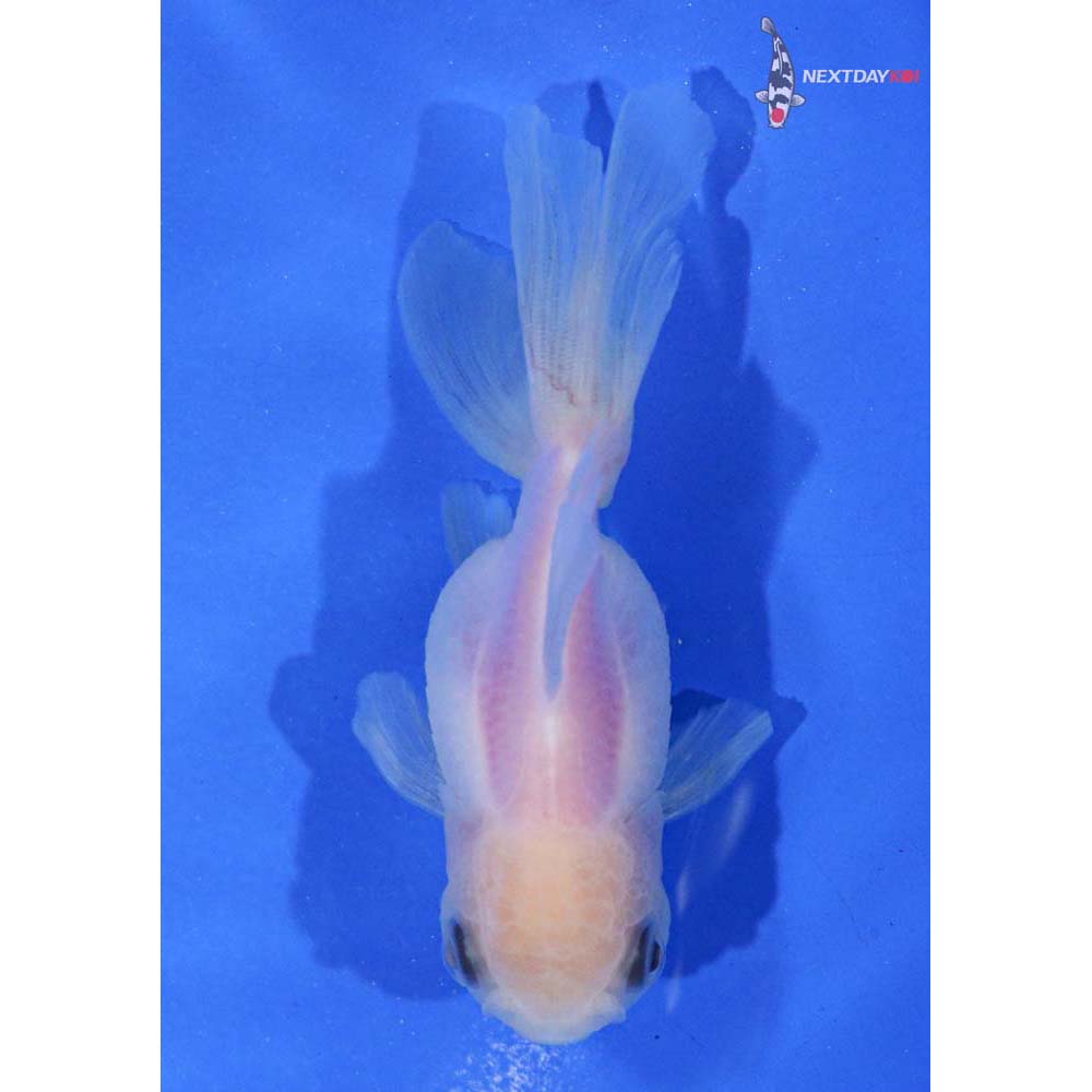 3” Imported White Oranda