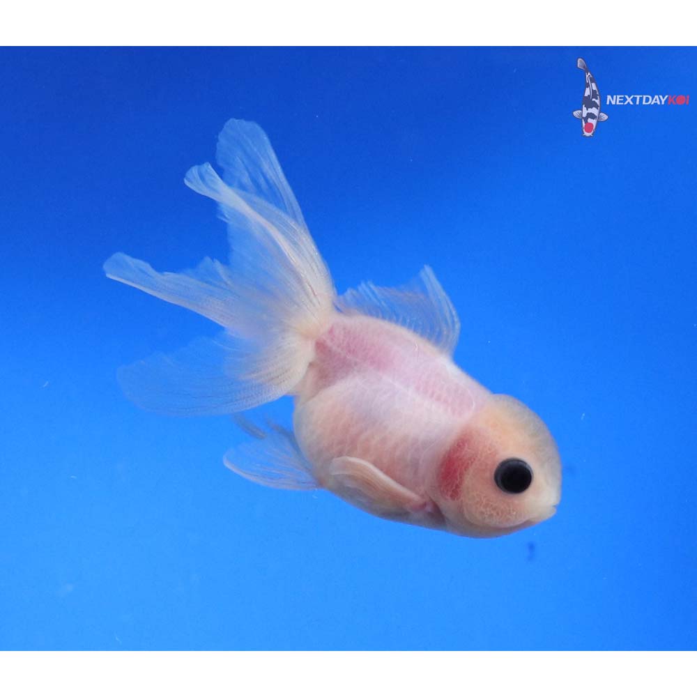 3” Imported White Oranda