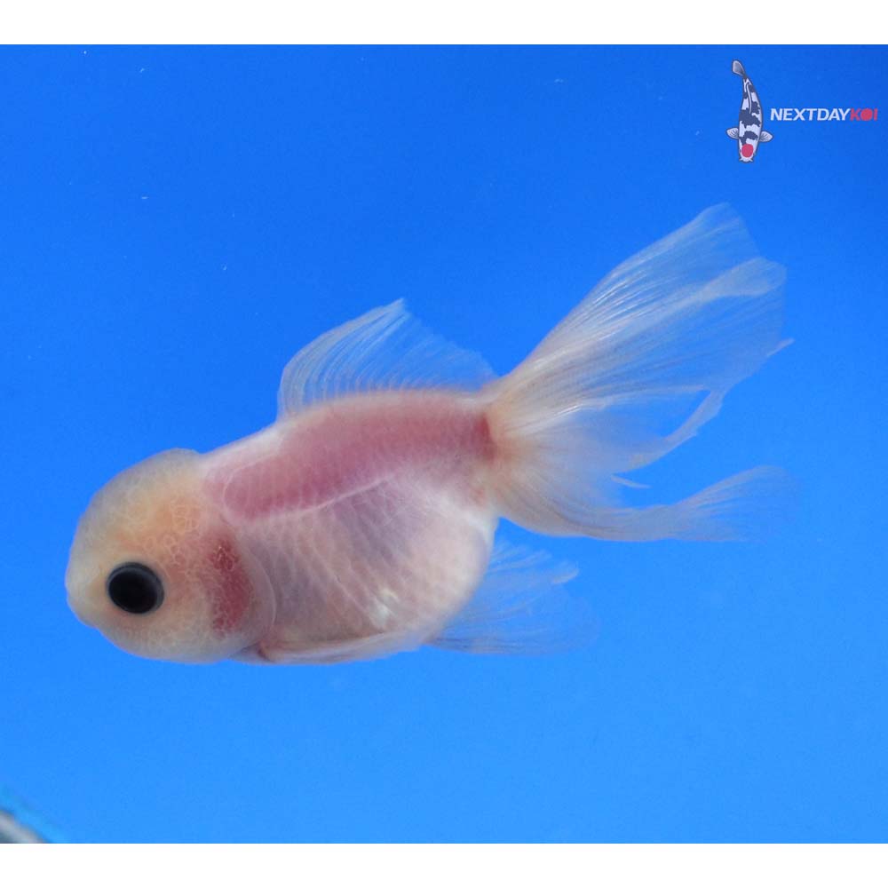 3” Imported White Oranda