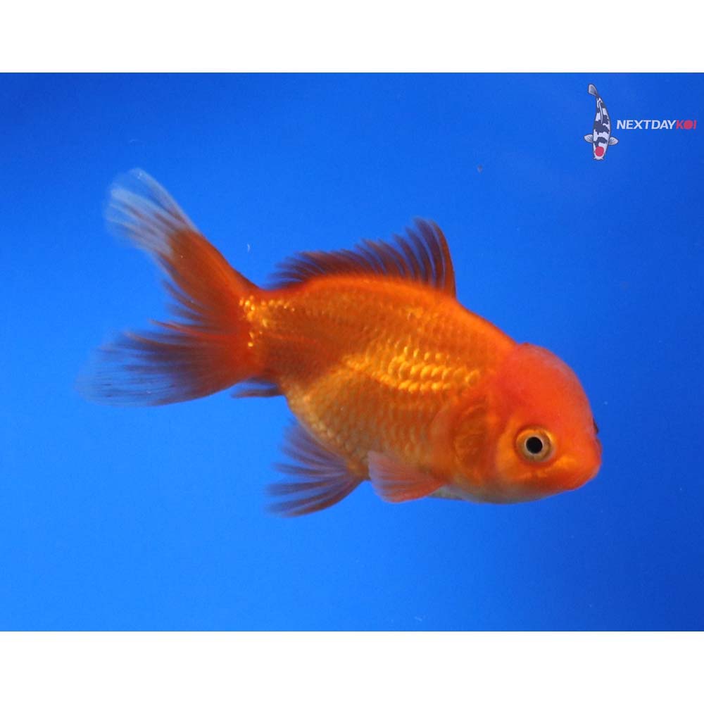3.5” Imported Male Red Oranda