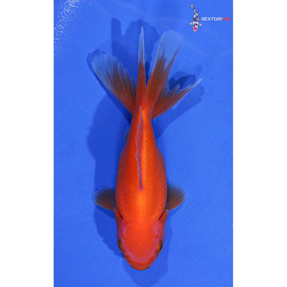 3.5” Imported Male Red Oranda