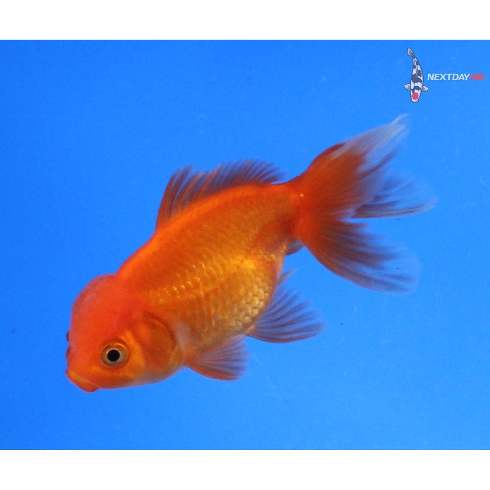 3.5” Imported Male Red Oranda