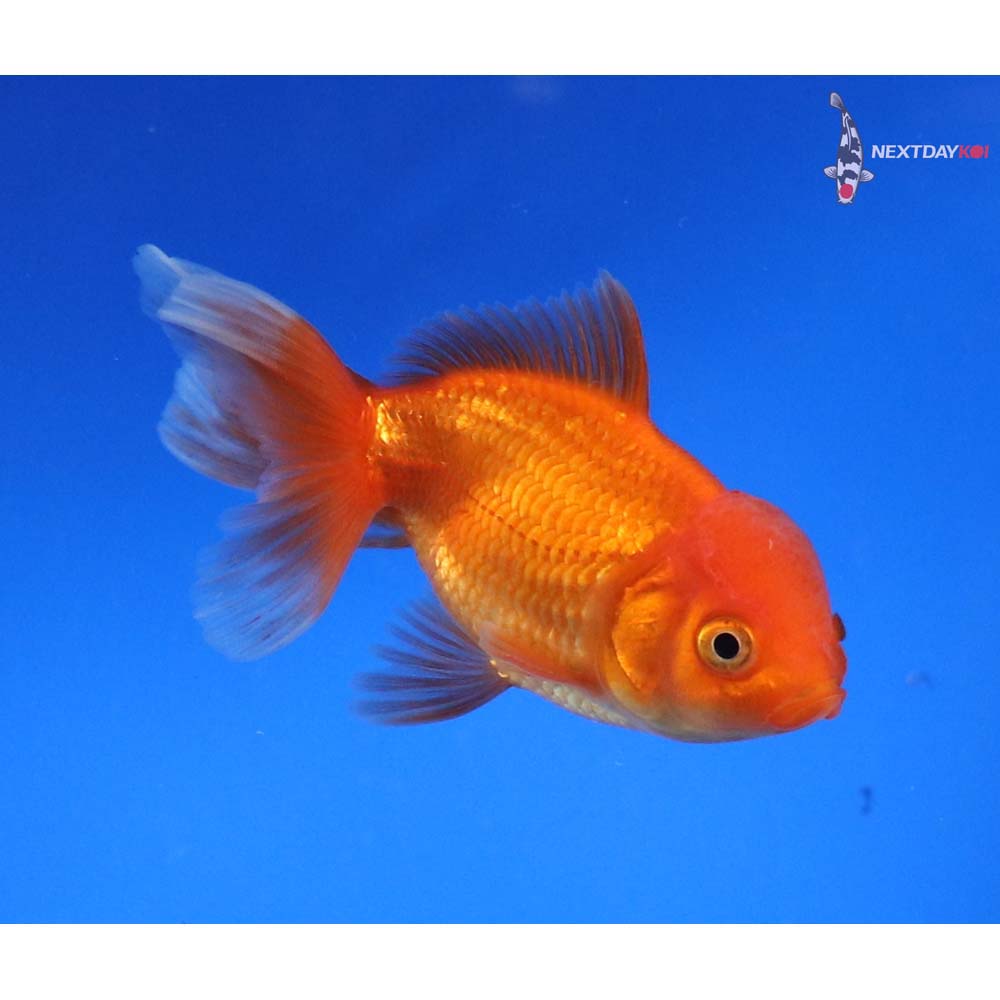 3.5” Imported Male Red Oranda
