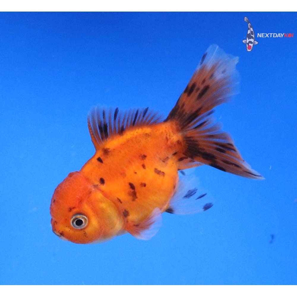 3” Imported Calico Oranda