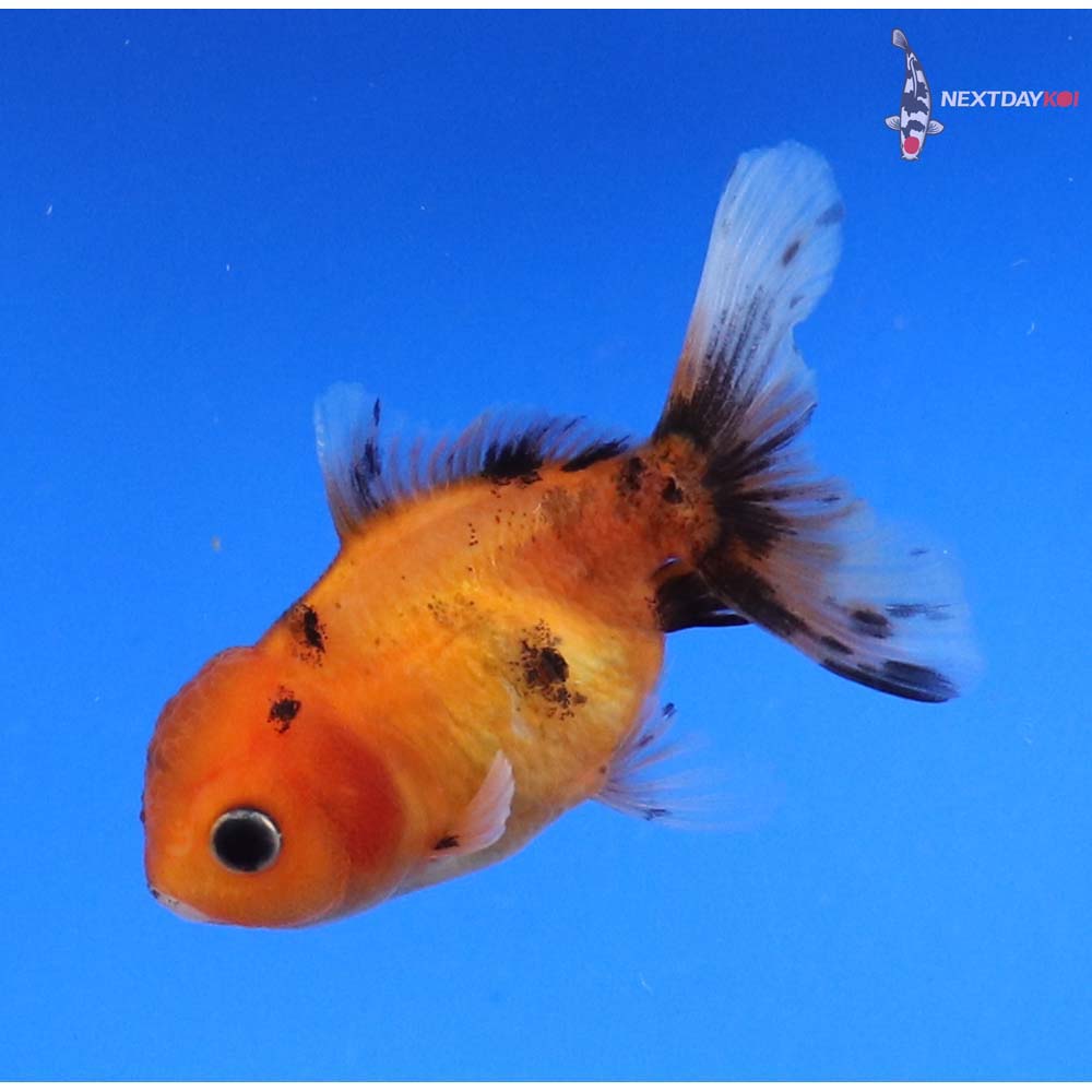 3.5” Imported Calico Oranda