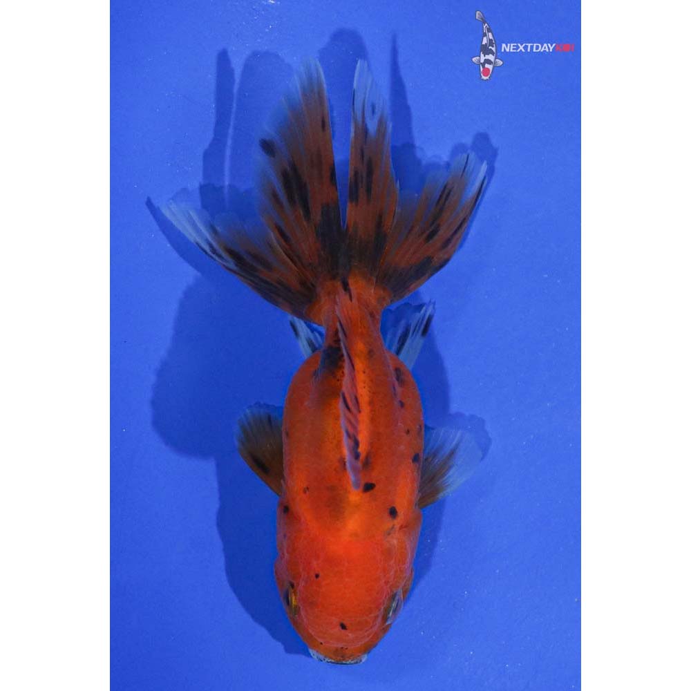 3” Imported Calico Oranda