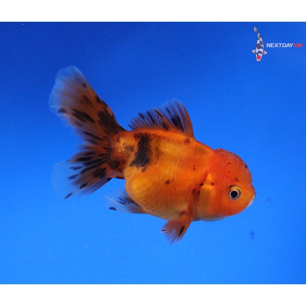 3” Imported Calico Oranda