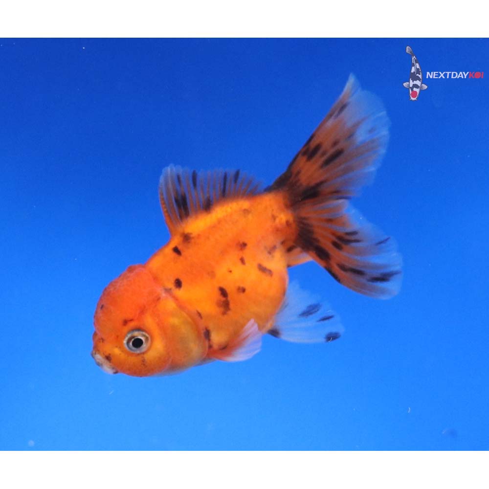 3” Imported Calico Oranda
