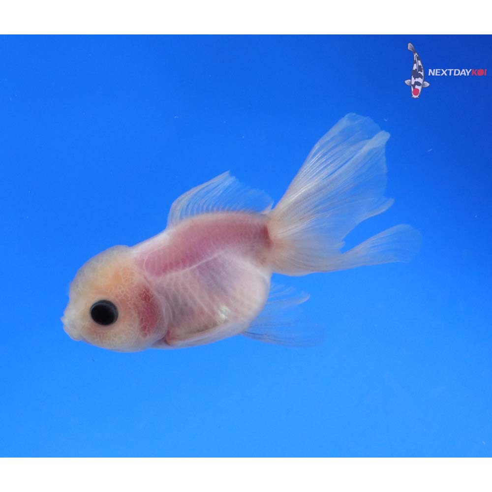 3” Imported White Oranda